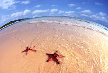 Couple of Starfish