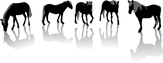 chevaux silhouettes © ramonzarat