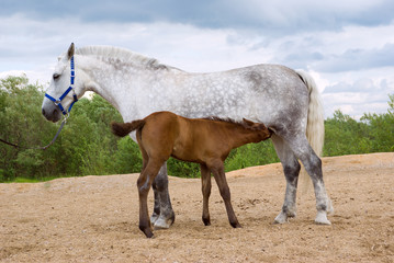 Young horse drinking milk from his mother