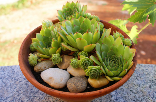 Houseleek In A Clay Pot