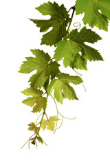 Weinranke