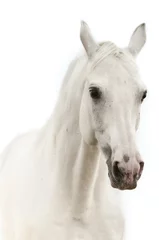 Photo sur Plexiglas Chevaux Portrait de cheval blanc isolé sur blanc