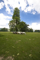 Horses
