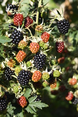 Blackberries