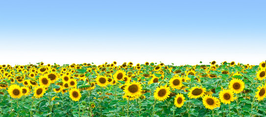 Bright field of sunflowers and the blue sky