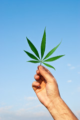 Fototapeta na wymiar Green leaf of marijuana in a hand against the sky