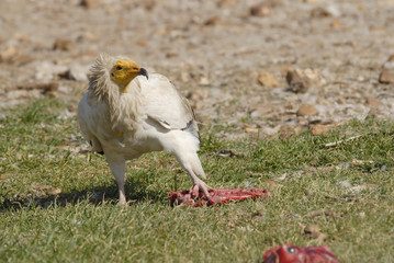 Alimoche comiendo