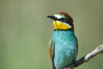 Primer plano de abejaruco