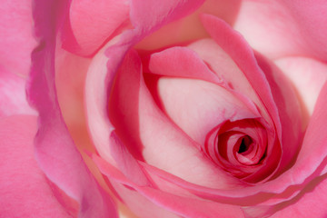 Obraz na płótnie Canvas makro z różą