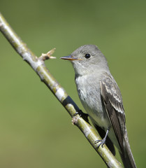 Blue-gray Gnatcatcher