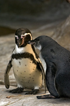 the penguin