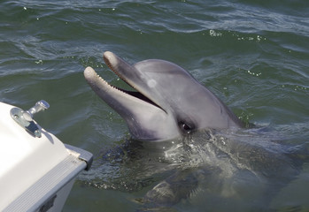 Bottlenose Dolphin