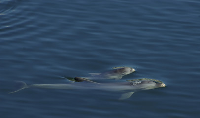 Bottlenose Dolphin