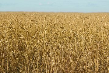 field of grain