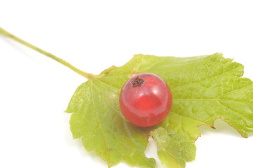 Fresh currant