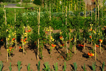 Organic tomatoes ripening in sunlight