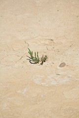 plant on drought soil