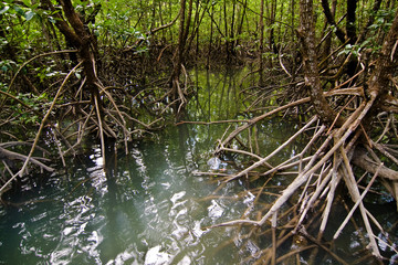 in den Mangrovensümpfen von Koh Chang