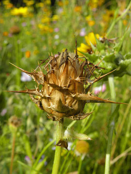 verbl&uuml;hte Mariendistel