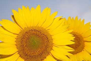 detail of two beautiful sunflowers