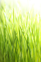 Fototapeta na wymiar Bright zielona trawa
