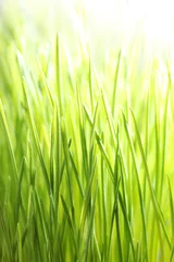 Keuken foto achterwand Gras Bright green grass