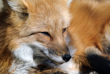 Red Fox Portrait