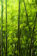Bamboo Bos