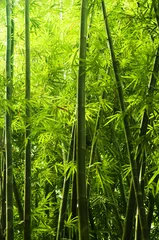 Crédence en verre imprimé Bambou Foret de bambou