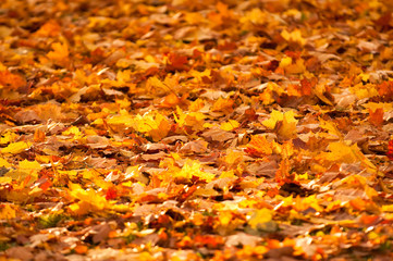 autumn leaves, very shallow focus