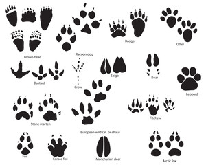 animal traces