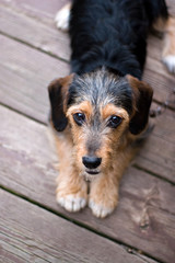 Cute Puppy Dog Laying Down