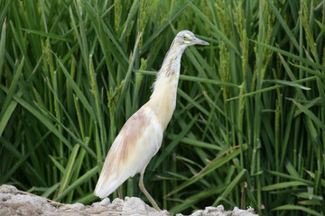 Crabier chevelu