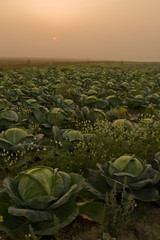 Fototapeta premium Champ de choux dans la brume - Vallée de l'Authie.