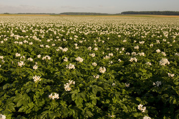 Fototapeta premium Champ de pommes de terre en fleurs