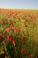 coquelicot / pavot rouge (Papaver rhoeas)