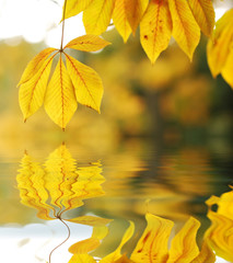 Autumn leaves background