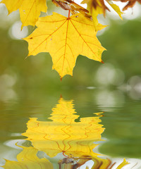 Autumn leaves background