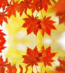 Naklejka na ściany i meble Autumn maple leaves