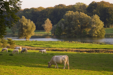 Fototapeta premium Vache Charolaise
