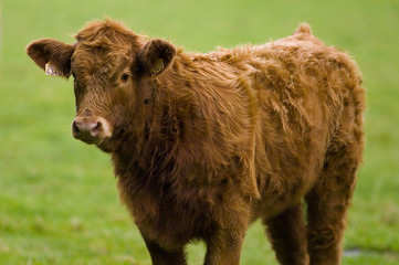 Fototapeta premium Veau