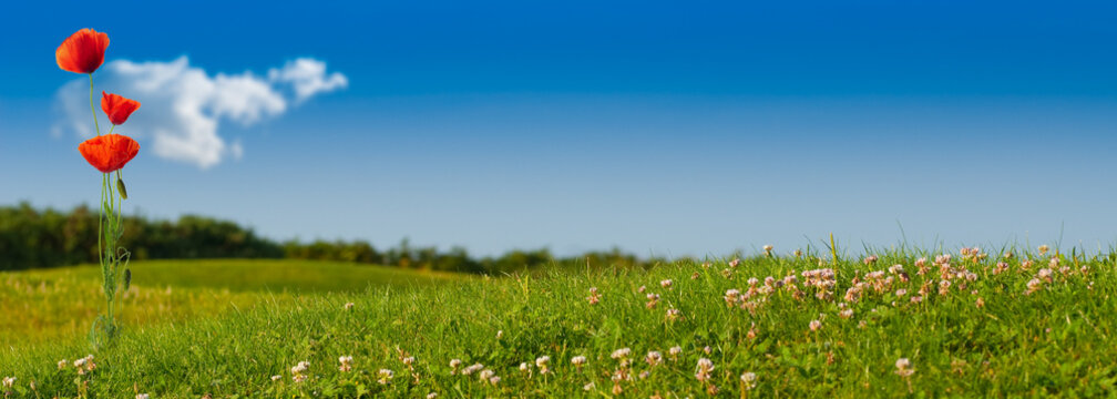 champs de coquelicots sur fond de ciel bleu - nature verte