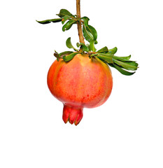 Ripe pomegranate on branch isolated on black background