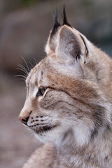 Lynx
