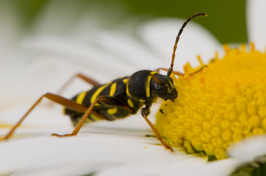 Clyte (Clytus arietis) sur une margueritte