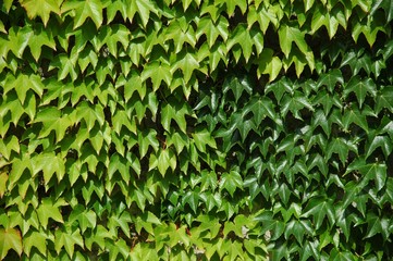 Wine Leaves on a wall