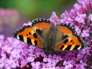 Nymphalis urticae - Kleiner Fuchs I