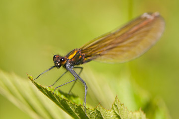 Demoiselle Calopteryx vierge (Calopteryx virgo) - femelle