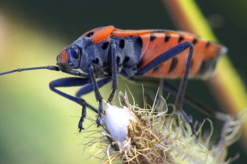 Gendarme (pyrrhocore)