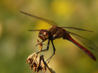 Libelle III